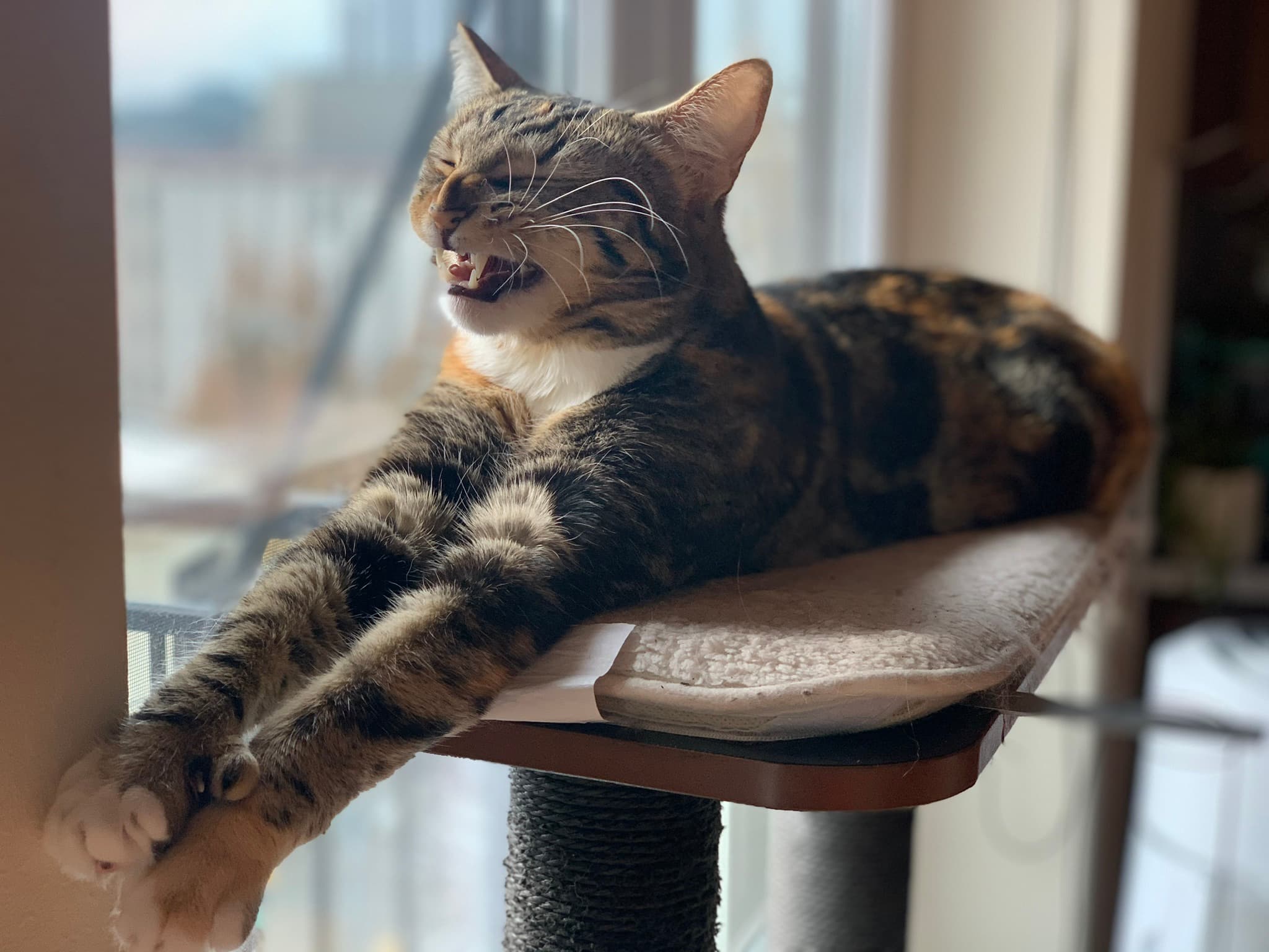 A tabby cat yawning on a cat tree, one paw stretched lazily over the edge